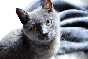 Flauschige Katzenslipper selbst gehäkelt- aus Flauschwolle